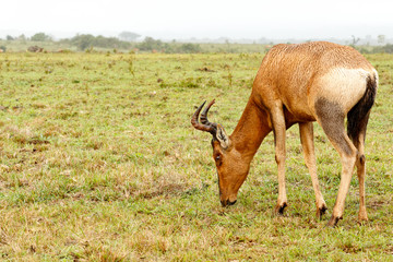 Kudu standing and eating grass and watching you