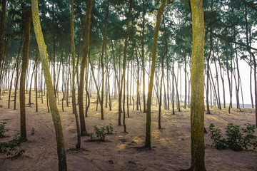 Forest area of Pine tree at the sea beach on the sand in the morning. India, Asia, february 2018.