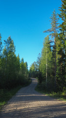 Fototapeta na wymiar small road in the finnish forest