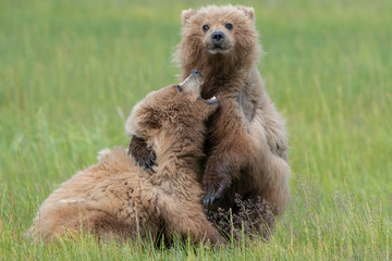 Coastal brown bear cubs (Ursus arctos) playing. Lake Clark NP, Alaska © Mark Hunter