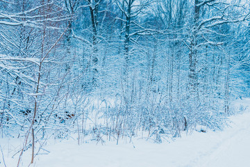 Winter forest with snow and hoarfrost on trees