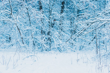 Winter forest with snow and hoarfrost on trees