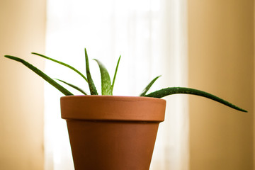 aloe vera plant