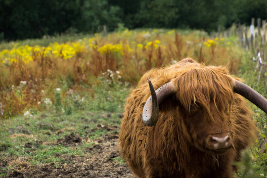 A highland cow, , or Bos Taurus, on the river bank of the River Stort in Sawbridgeworth,  awaiting the arrival of feed