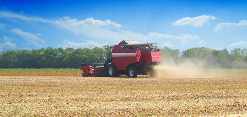 red combine harvester soybean harvest against the blue sky. The farm operates in the field in the autumn season