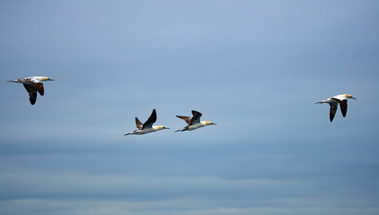 Group of four gannets flying together in a line