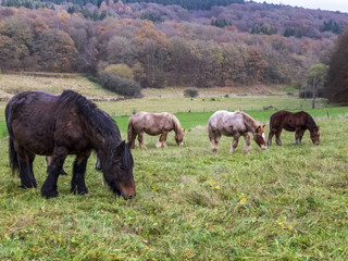 Ardennes mares and foals grazing in a Belgian pasture on a rainy November day