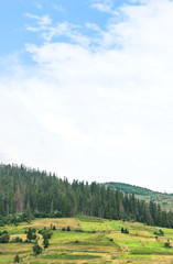 Fototapeta premium Forest on mountain against blue sky with clouds.