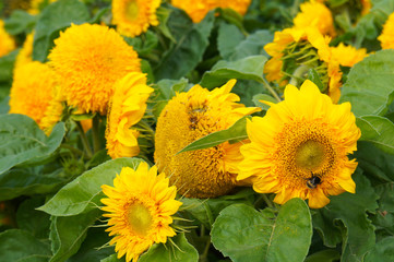 Helianthus annuus teddy bear sunflower many yellow flowers