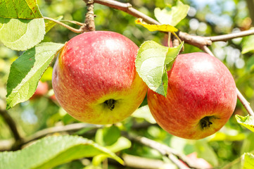 Ripe apples on apple tree. Close up.