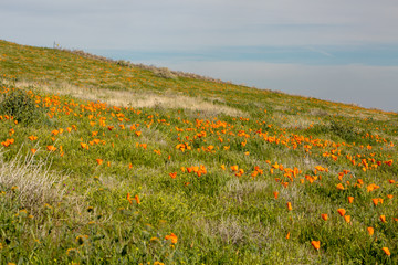 Poppy Fields