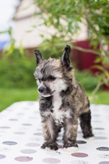 Profile Portrait of adorable powderpuff puppy breed chinese crested dog standing on the table on summer day.