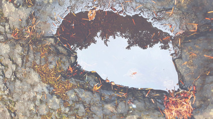 Reflective forest floor. - 222673159