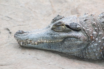 South African Animals