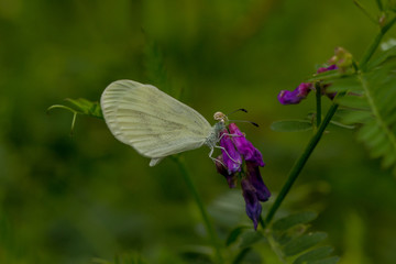 Tintenfleck Weißling