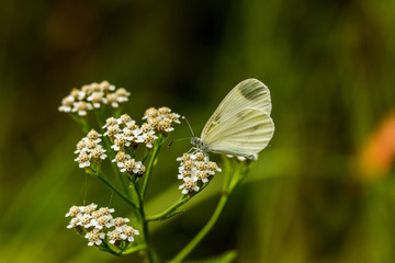 Tintenfleck Weißling