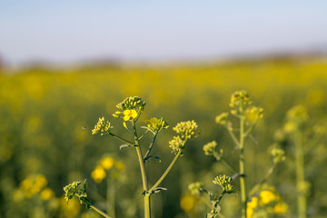 Graß Hintergrund Dekoration