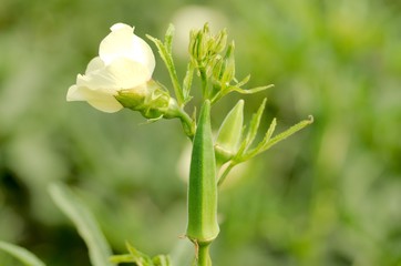 Okra Plant