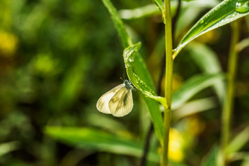 Tintenfleck Weißling