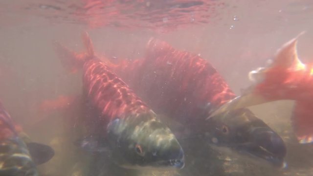 Viewing Kokanee salmon spawning from above and under the water.