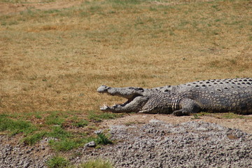Nile Crocodile