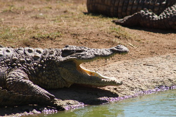 Fototapeta premium Nile Crocodile