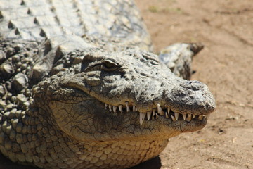Nile Crocodile