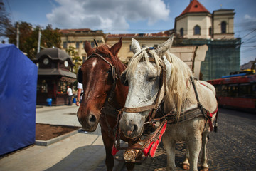 horses and carriage