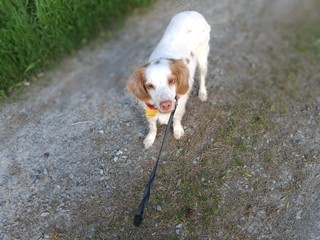 Hund Tom im Mönchbruch 3