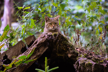 Wildkatze