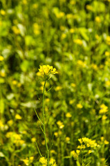 the growth of mustard yellow flowers 