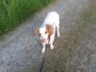 Hund Tom im Mönchbruch 2