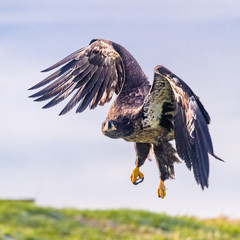 Bald Eagle flying towards camera