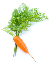carrot and carrot leaves on white background 