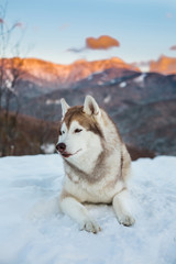 Profile Portrait of siberian Husky dog lying is on the snow in winter forest at sunset on mountain background