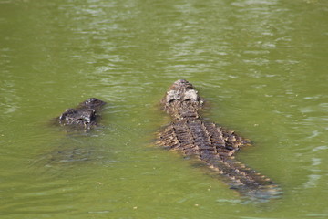 Nile Crocodile