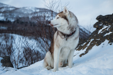 Beige and white Siberian husky sitting on the snow on a mountain in the background of mountains and forests.