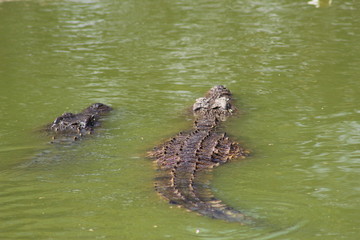 Nile Crocodile