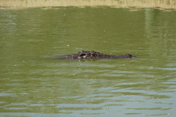 Fototapeta premium Nile Crocodile