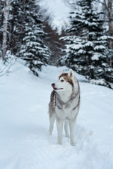 Profile Portrait of standing siberian Husky dog on the snow in winter forest at sunset