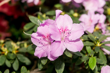 The aroma of flowering azaleas of white, pink, red, bard colors is spread all over the greenhouse.
