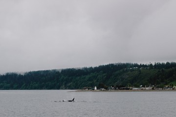 Obraz na płótnie Canvas killer whales by the shore