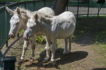 Naklejka na ściany i meble Two white donkeys walk outdoor in the summer park, Sofia, Bulgaria 