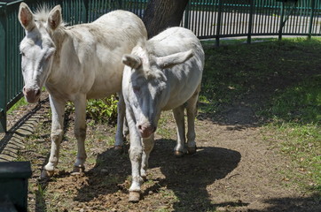 Two white donkeys walk outdoor in the summer park, Sofia, Bulgaria  