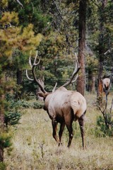Naklejka na ściany i meble elk in forest