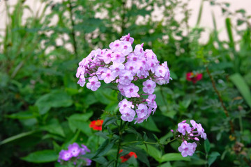 Violet bright flowers on blurry green background. Close up beautiful purple blooming flowers in lush greenery of garden.