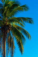 Fototapeta na wymiar palmera