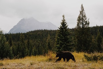 grizzly bear in the mountains