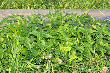 Fototapeta premium Thickets of nettle (Urtica dioica)