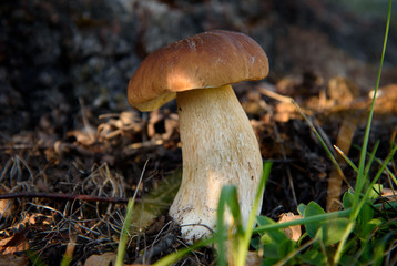 Porcini. Mushrooms grow in the forest. Vegetarian diet food. A mushroom grows in the grass. Mushrooms in the wild.